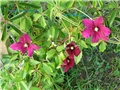clematis niobe